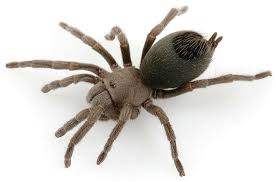 Image result for Amauropelta oppositiformis