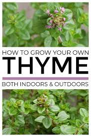How To Grow Thyme From Cuttings Seed In 2021 Frugal Gardening Growing Herbs Growing Thyme