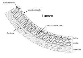 Mesothelioma is a from of lung cancer that is almost always caused by asbestos exposure and is most commonly found in the outer lining of the lungs called the mesothelium. Difference Between Endothelium And Mesothelium Compare The Difference Between Similar Terms