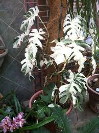Plant Planet Foliage Plants Pretty Plants Variegated Plants