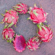 「congaline」の画像検索結果