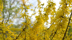 Maybe you would like to learn more about one of these? Forsythia Bushes Blossomed Yellow Flowers Sunny Spring Day The Bush Began To Bloom Yellow Flowers Beautiful Bush In Sunlight 1621534 Stock Video At Vecteezy