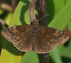 Image result for Indigofera wituensis