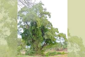 Image result for Philenoptera