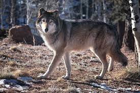 A Story Worth Telling A Female Alaskan Interior Wolf A Subspecies Of The Timber Wolf Walks Along The Crest Of Her Hab Wildlife Sanctuary Timber Wolf Habitats
