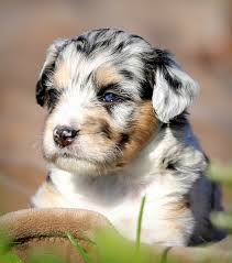 Our aussiedoodle puppies for sale are the best choice for a playful, highly energetic, loving dog who's always excited to spend time with you and keep your life happy. Our Recommended Aussiedoodle Breeders List Mini Aussiedoodles And Australian Labradoodle Puppies Best Aussiedoodle Breeders In Washington State Portland Oregon