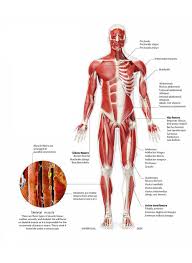 You should make a label that represents your brand and creativity, at the same time you shouldn't forget the main purpose of the label. Body Muscles