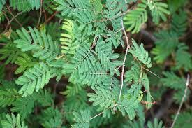 Image result for Acacia brevispica