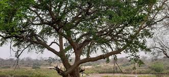 Image result for Synaptolepis alternifolia