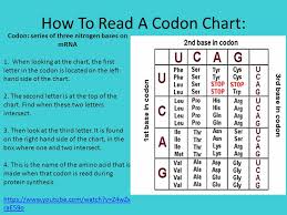 How To Read The Genetic Code Chart