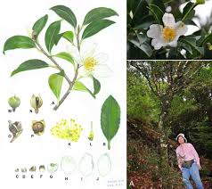 Image result for Theaceae