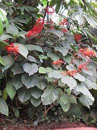 Image result for Clerodendrum tricholobum