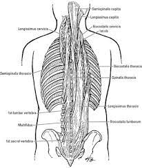 Where they are originate and end. Muscles Of The Back Dummies