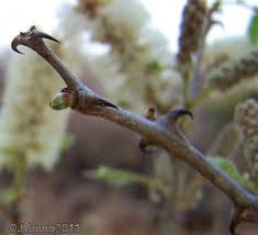 Image result for Acacia polyacantha