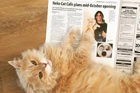 This sweet little shop is located in old downtown renton, and offers cupcakes with fun flavors, plus. Cat Cafes In Seattle