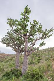 Image result for Sterculia africana
