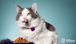 We did not find results for: 10 Makanan Kucing Anggora Rumahan Dan Rekomendasi Produk Terbaik
