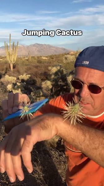 Removing jumping cholla cactus with large comb #cactus #diy #lifehacks