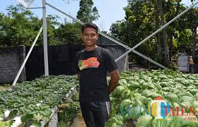 Namun, dia tidak mau 'kalah sebelum berperang'. Tanaman Hidroponik Mulai Diminati Warga Blitar Yang Sadar Kesehatan Jatim Times