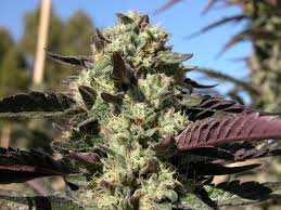 Image result for Cannabis sativa