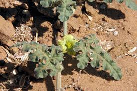 Image result for Coccinia subsessiliflora