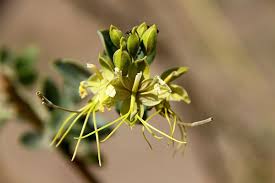 Image result for Cadaba