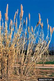 Image result for Arundo donax