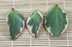 Propagating peperomia plants is really easy, and it's a great way to expand your collection you can use whole leaves for propagation, but i recommend cutting the leaf in two across the width of the leaf. How To Grow Peperomia Clusiifolia From Cuttings