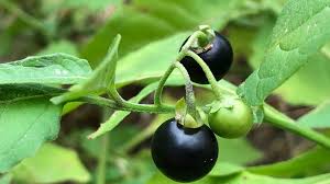 Image result for Solanum scabrum