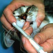 2 x 225mg capsules per day. Giving Oral Medications To Your Cat