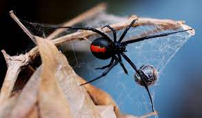 Black widow spiders are known that the female black widow eats the male after they are done mating, which is only a belief. Size Matters In Black Widow Spider Sexual Cannibalism The World From Prx