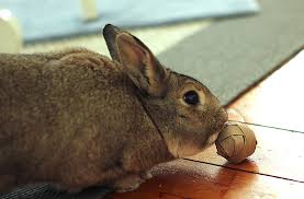 Check spelling or type a new query. Logic Toys For Rabbits My House Rabbit