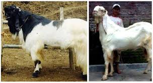 Mengetahui Jenis Jenis Kambing Dan Domba Di Indonesia Organic Hcs