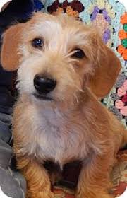 15 beagles mixed with dachshund. Dachshund Terrier Puppies Online