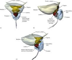 Image result for Prostate Anatomy