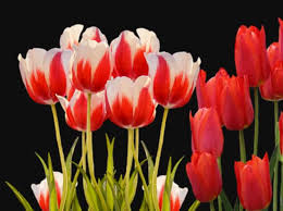 Bunga tulip memiliki umbi berlapis yang hampir sama dengan umbi pada bawang putih, bawang merah, serta tanaman bakung. 75 Gambar Bunga Cantik Indah Bagus Comel Foto Wallpaper Hd