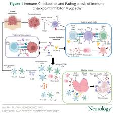 Image result for Immune Checkpoint Inhibitor