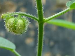 Image result for Tragia glabrata