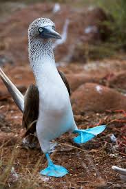Bird With Blue Feet Galapagos Pin On Animales