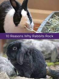The Top 10 Reasons W The Top 10 Reasons Why Adopting A Rabbit Rocks And Why They Make Great Pets Like Our Facebook Http Bit Pet Rabbit Pets Pet Rabbit Care