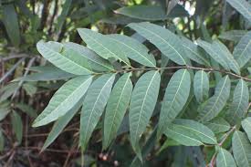 Image result for Holarrhena floribunda