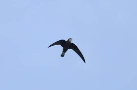 Fastest Thing In The World Widescreen Wallpaper Fastest Bird In The World Spine Tailed Swift 171 Fastest Bird Bird Widescreen Wallpaper