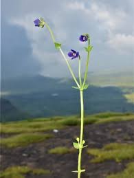 Image result for Exacum oldenlandioides