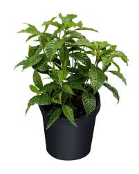 Image result for Psychotria moninensis