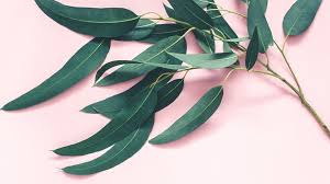 Place your eucalyptus houseplants on the patio in a sunny, sheltered location where it is easy for you to water it. How To Get Eucalyptus In The Shower With Or Without Branches