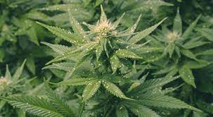 We did not find results for: Fungus Gnats And Cannabis Plants Weedseek A Cannabis Coffee Shop Reference Site Cannabis Social Clubs
