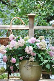 You need to add a gardening lime to the soil several times a year. Botanic Bleu Fading Pink Hydrangeas Reminders Of Mother S Love
