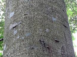 Image result for Newtonia buchananii