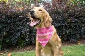 Pink Mermaid Dog Bandana Dog Bandana Dogs Dog Accessories