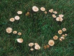 Just assume all mushrooms are poisonous unless you are truly confident that they are not. Mushrooms Good Or Bad Guys Sublime Garden Design Landscape Design Serving Snohomish County And North King County